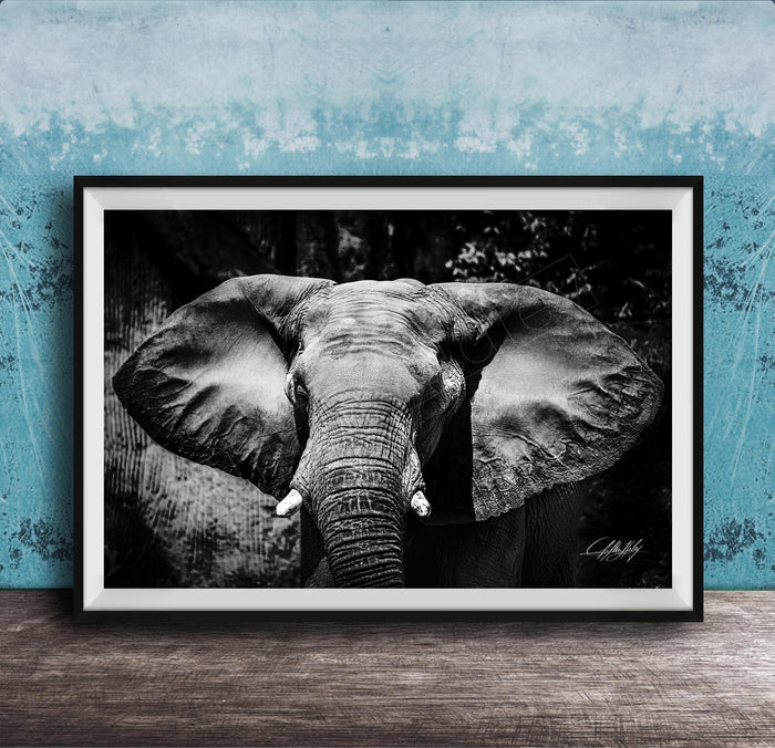 A black and white photograph of an elephant's head and ears, displayed in a framed artwork on a wooden surface against a blue textured background.