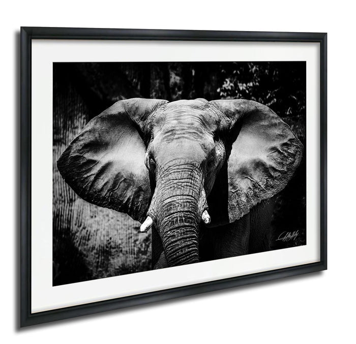 A black and white photograph of an elephant's face, with its large ears and trunk prominently featured.