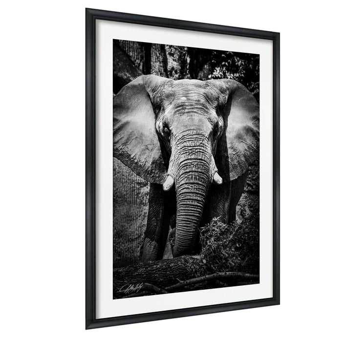 A black and white photograph of an elephant standing in a natural setting, with its large ears and trunk prominently featured.