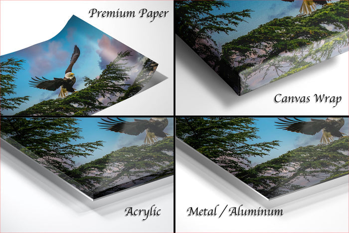 The image is a collage of four different views of a bald eagle in flight, with each view showcasing the eagle in a different setting, such as a tree, a mountain, and a clear sky.