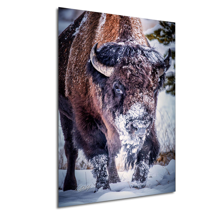 A close-up photograph of a bison covered in snow, standing in a snowy field.