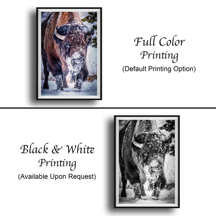 The image is a collage of two framed pictures. The top picture is a full color print of a buffalo, while the bottom picture is a black and white print of the same buffalo. Both prints are framed and available upon request.