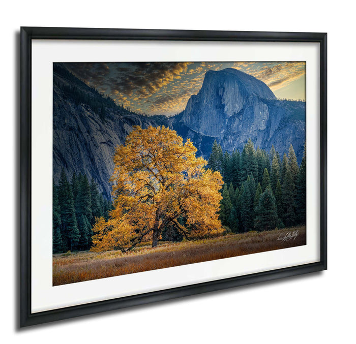 A large tree with vibrant yellow leaves stands in a field, framed by a majestic mountain range and a dramatic sky with clouds.