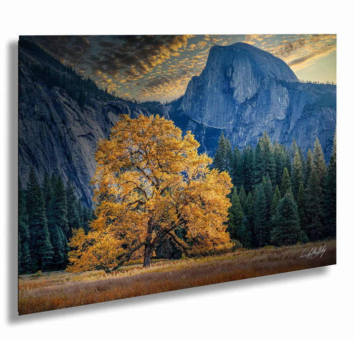 A large tree with vibrant yellow leaves stands in a field, with a majestic mountain range in the background under a dramatic sky.