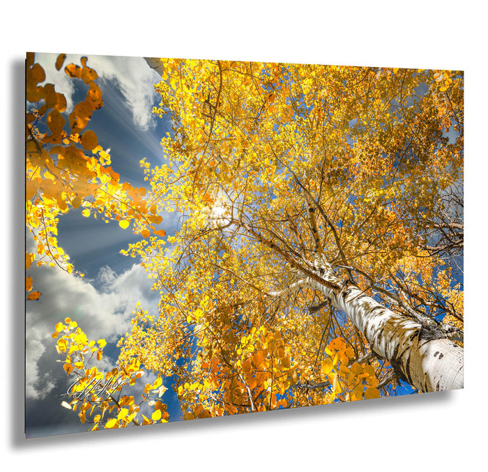A vibrant autumn scene with a tree in full bloom, its branches adorned with yellow leaves against a backdrop of a blue sky with wispy clouds.