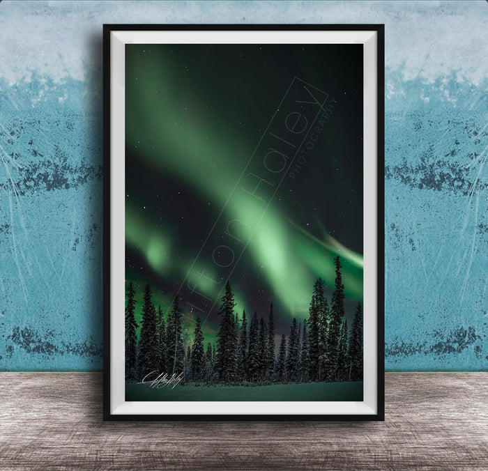 a night sky with a stunning display of the northern lights, featuring a vibrant green and blue aurora borealis. The scene is set against a backdrop of a forest of tall, dark-green trees, creating a serene and captivating atmosphere.