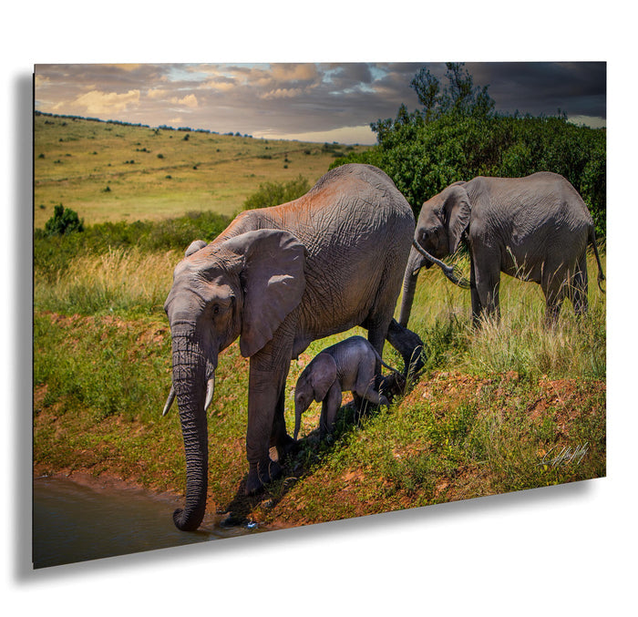 A family of elephants, including a large adult and two smaller elephants, are seen in a grassy field near a watering hole, with a cloudy sky in the background.