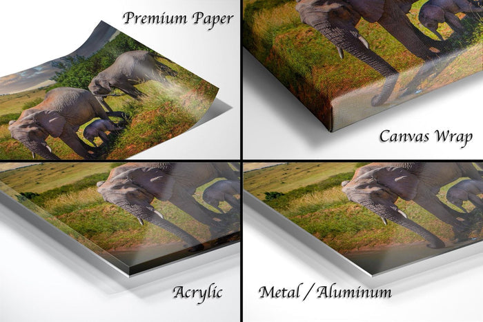 The image is a collage of four photographs depicting elephants in various settings, including a grassy field, a forest, and a savanna.