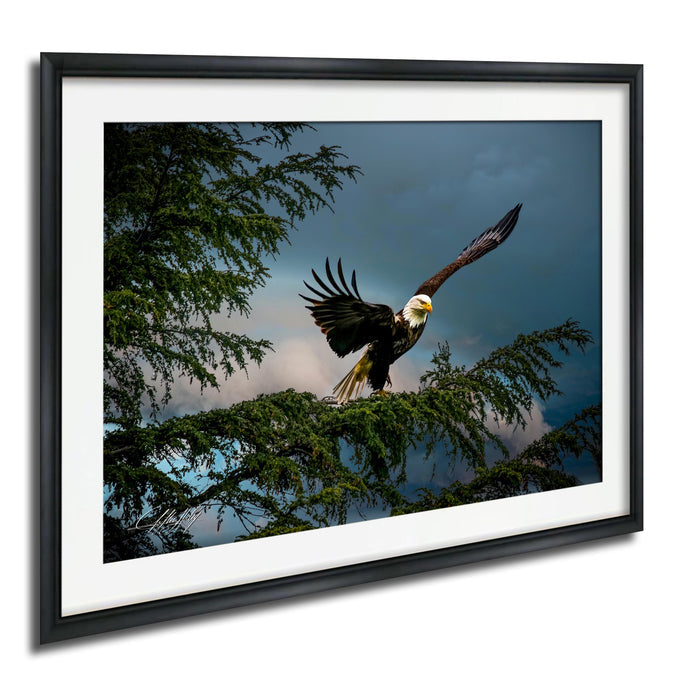 A majestic bald eagle soars through the sky, its wings spread wide as it glides over a tree branch.