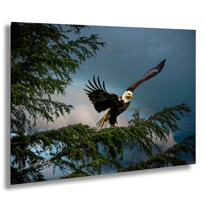 A majestic bald eagle soars through the sky, its wings spread wide as it glides over a tree branch.