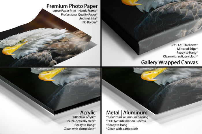The image is a collage of four photos featuring a close-up of an eagle's head, with each photo showcasing different aspects of the bird's features and the surrounding environment.