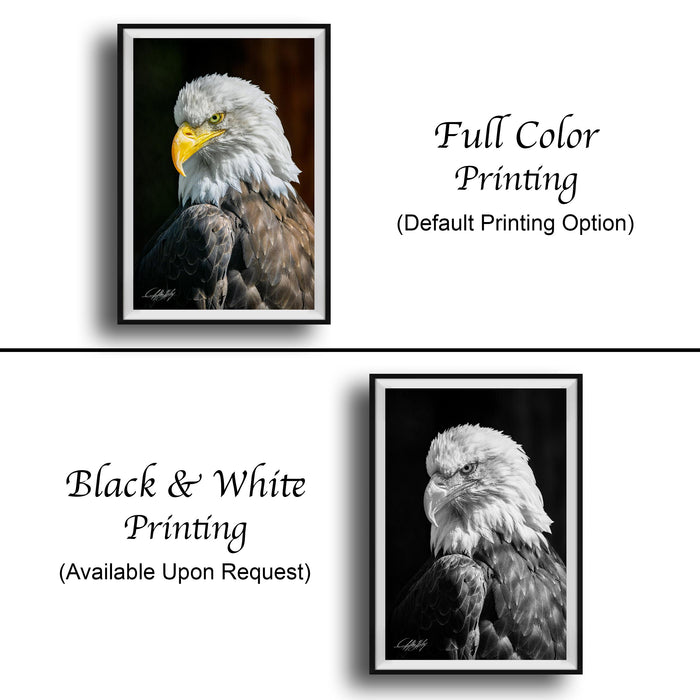 The image is a collage of two framed pictures, one in black and white and the other in full color. The black and white picture features a close-up of an eagle's head, while the full color picture showcases the eagle in its natural habitat. Both images are available upon request.