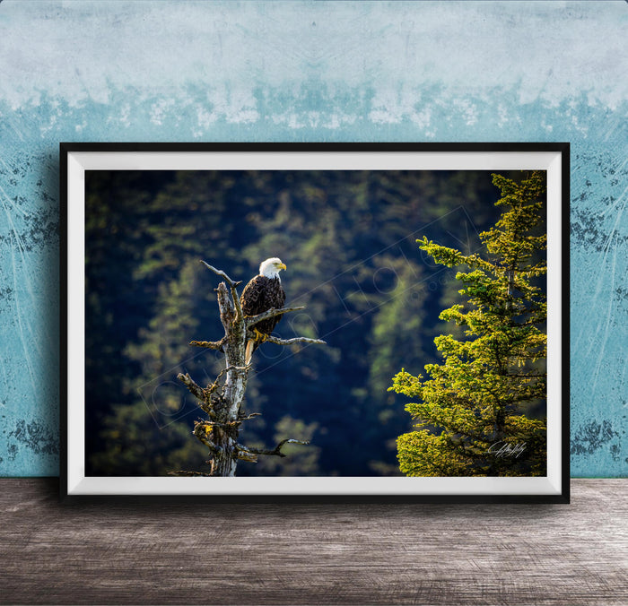 A framed photograph of a bald eagle perched on a tree branch, with a forested background.