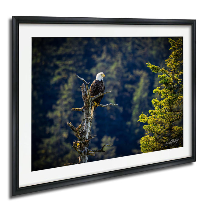 A majestic bald eagle perches on a tree branch, its gaze directed towards the distance.