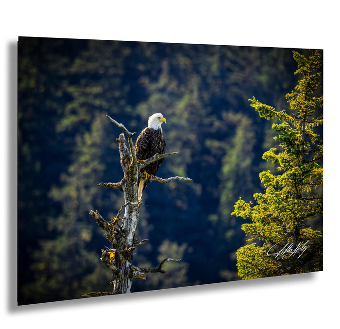 A majestic bald eagle perches on a tree branch, its gaze directed towards the distance.
