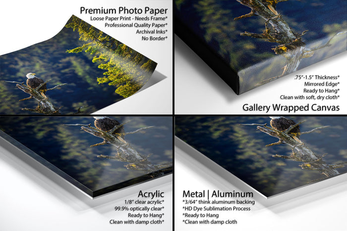 The image is a collage of four photos depicting a bald eagle perched on a tree branch, with a focus on the eagle's face and the surrounding foliage.
