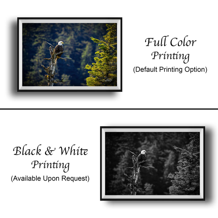 The image is a collage of two framed pictures. The top picture is a full color print of a bald eagle perched on a tree branch, while the bottom picture is a black and white print of the same eagle. The text below the images indicates that the full color printing is available upon request.