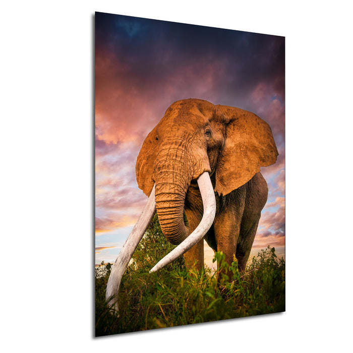 A majestic elephant with large white tusks stands in a grassy field, its trunk extended towards the ground.