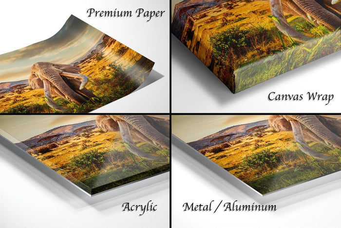 The image is a collage of four different views of a landscape, including a close-up of a large animal, a landscape with a sunset, and a close-up of a large animal.