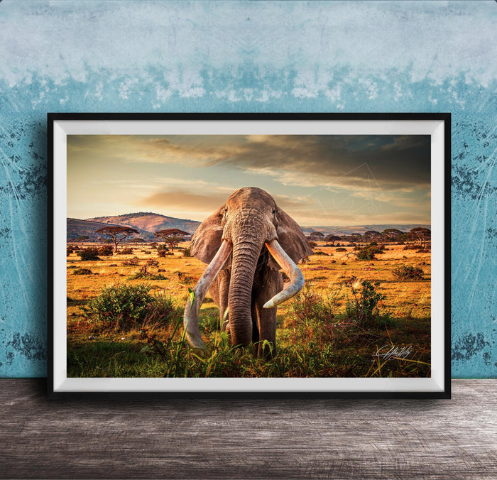 A large elephant with long tusks stands in a grassy field, facing the camera, with a mountainous landscape in the background.