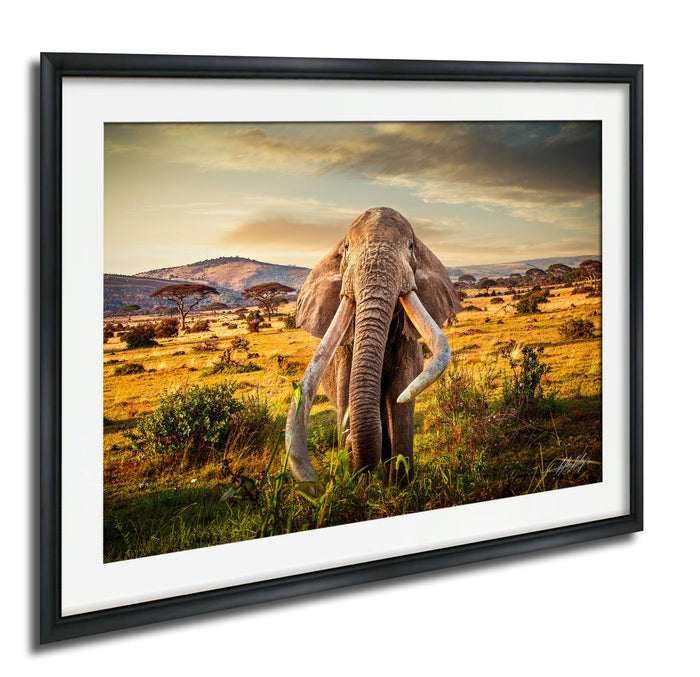 A large elephant with long tusks stands in a grassy field, surrounded by trees and hills in the background.