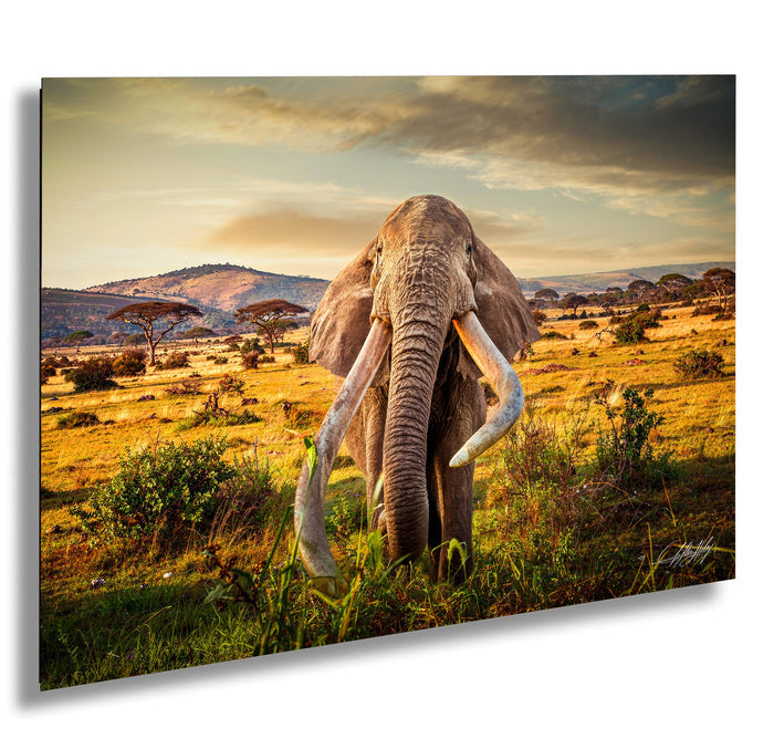 A majestic elephant with large tusks stands in a grassy field, its trunk extended towards the ground.
