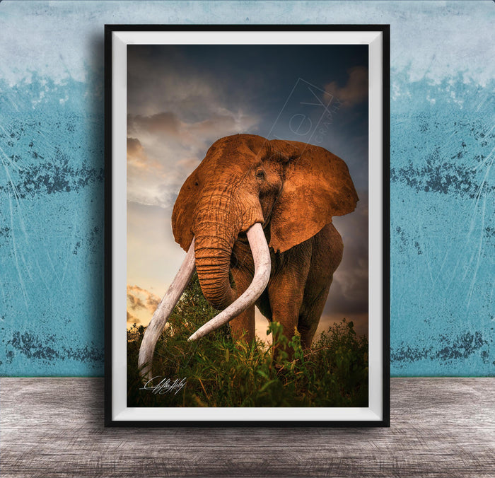 A large elephant with long white tusks stands in a grassy field against a cloudy sky backdrop.
