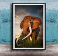 A large elephant with long white tusks stands in a grassy field against a cloudy sky backdrop.