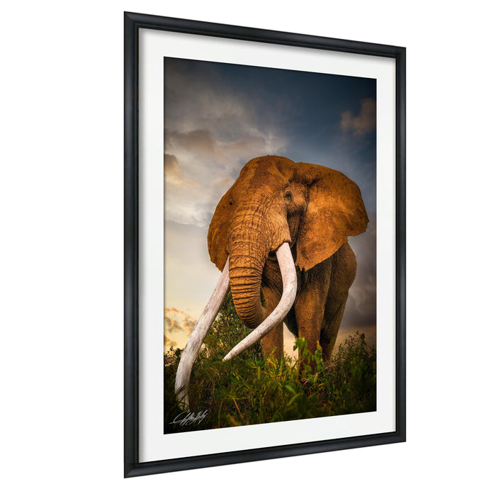 A large elephant with long tusks stands in a grassy field, its massive form contrasting with the surrounding vegetation.