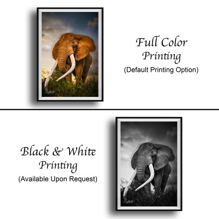 The image is a collage of two framed pictures. The top picture is a full color print of an elephant, while the bottom picture is a black and white print of the same elephant. Both pictures are framed and available upon request.