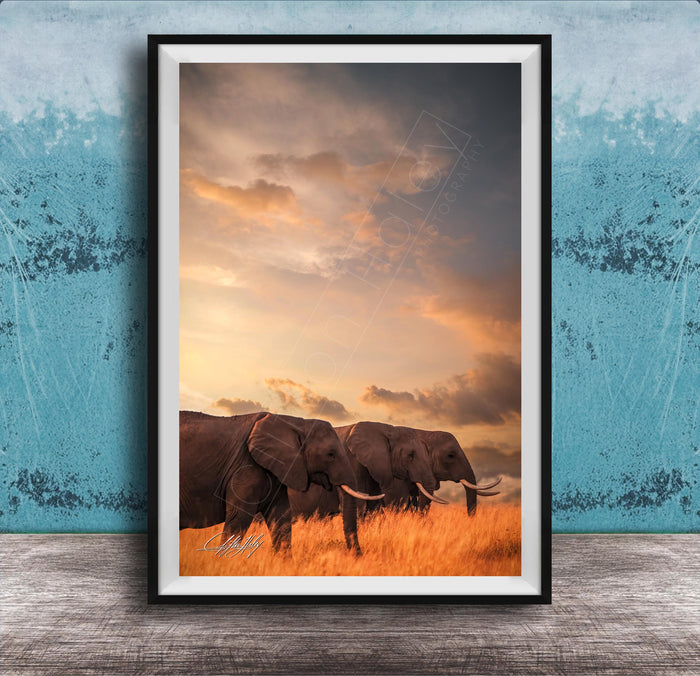 A framed photograph of two elephants walking through a field of tall grass, with a dramatic sky in the background.