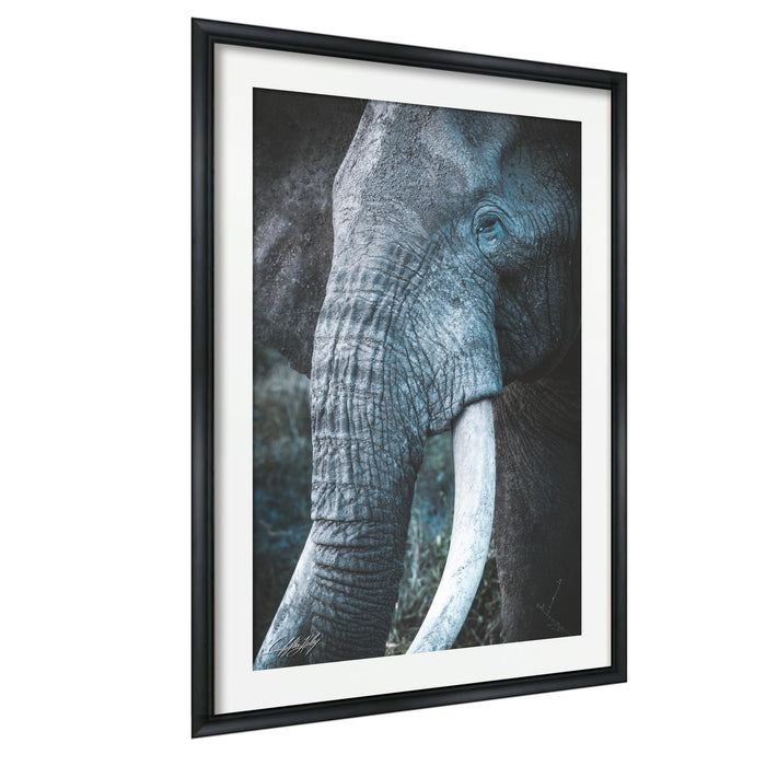 A close-up of an elephant's head, with its large tusks prominently displayed.