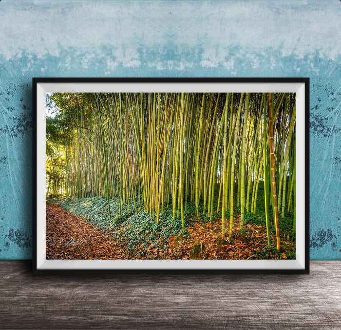 A framed photograph of a lush bamboo forest, with tall, slender stalks of green bamboo stretching across the frame and a carpet of fallen leaves and brown mulch in the foreground.