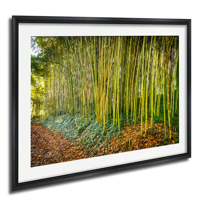 A framed photograph depicting a lush bamboo forest with tall, slender stalks and a carpet of fallen leaves and fallen branches on the ground.
