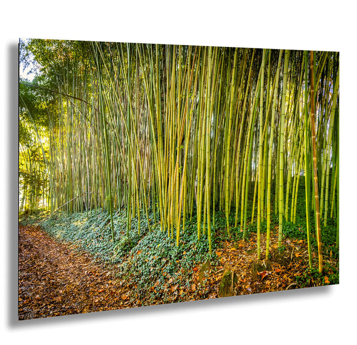 A lush bamboo forest with tall, slender stalks stretching into the distance, surrounded by a carpet of fallen leaves and a dirt path.
