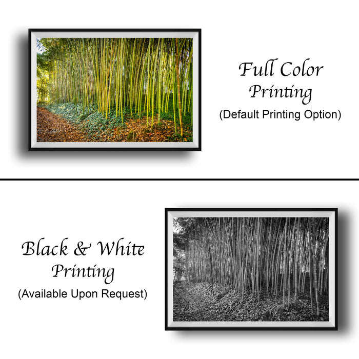 Biltmore Estate Art Print - Scenic Bamboo Grove Artwork | Rustic Wall Decor