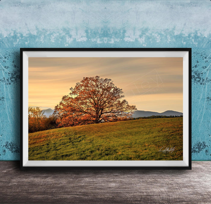 a large tree with orange leaves on a grassy hill, set against a backdrop of mountains and a blue sky with clouds.