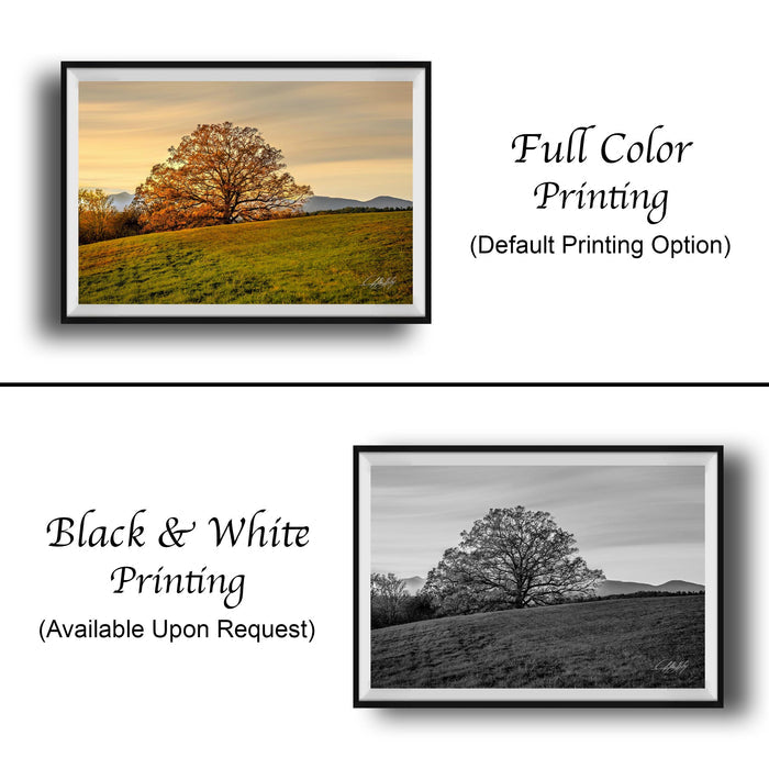 Biltmore Estate Sunset Tree – Autumn Landscape Art | Blue Ridge Mountains Print
