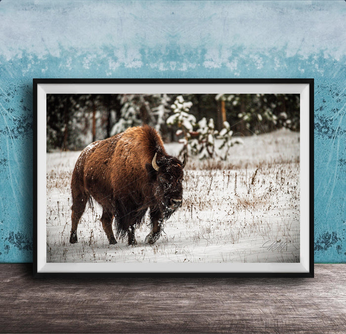 A large brown buffalo with horns is walking through a snowy field, surrounded by snow-covered trees and bushes.