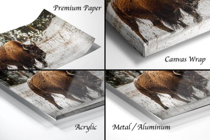 The image is a collage of four different views of a bison in its natural habitat, including a close-up of the animal's head and a more expansive view of the bison in the wild.