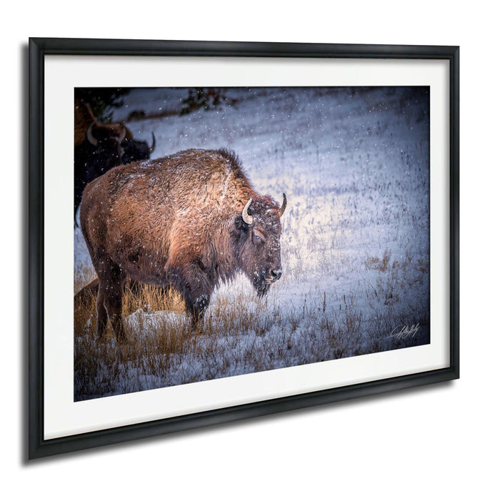 A large brown buffalo with horns is walking through a snowy field, surrounded by snowflakes falling gently around it.