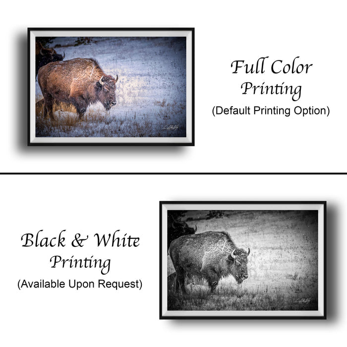The image is a collage of two framed photographs. The top photograph is a black and white image of a buffalo, while the bottom photograph is a full color image of the same buffalo. The text below the images indicates that the full color printing is the default option, and the black and white version is available upon request.