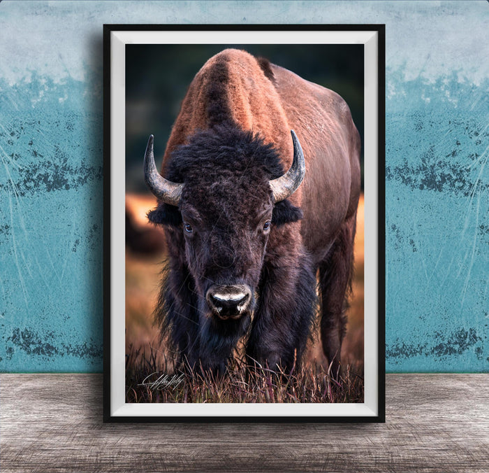 A close-up portrait of a bison with large, curved horns standing in a grassy field.