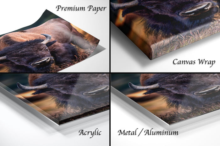The image is a collage of four different images, each depicting a close-up of a bison's head. The images are labeled as "Premium Paper", "Canvas Wrap", "Acrylic", and "Metal/Aluminum".