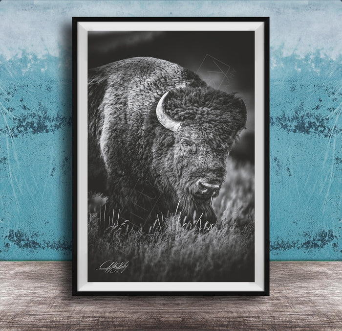 A black and white photograph of a bison standing in tall grass, with a blue textured background.