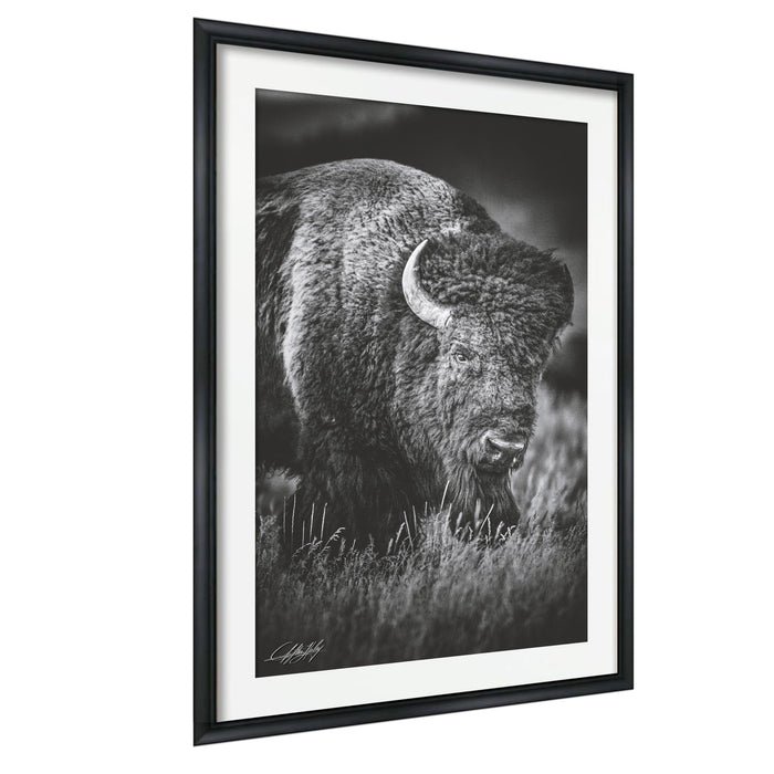 A black and white photograph of a bison grazing in tall grass.