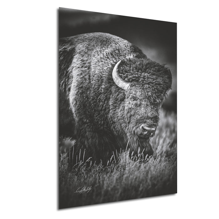 A black and white photograph of a bison standing in tall grass.
