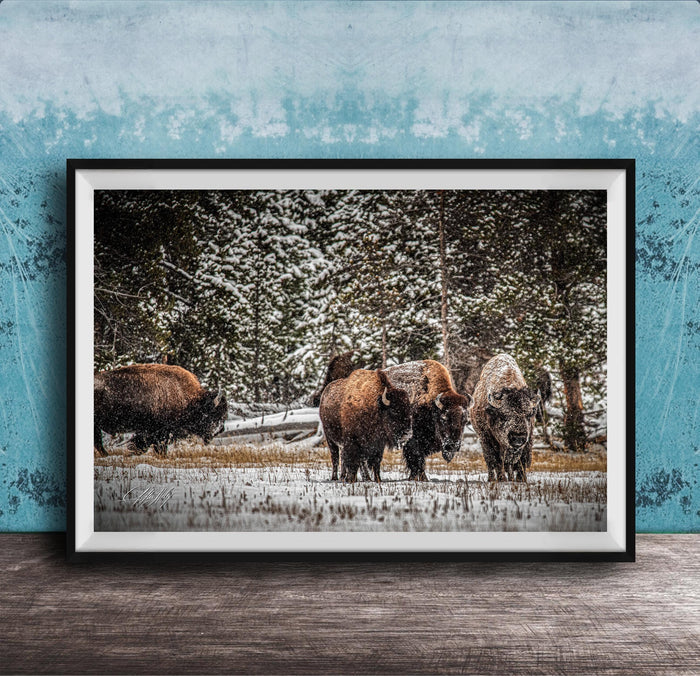 A group of bison standing in a snowy field, surrounded by trees and a blue wall.
