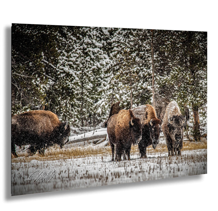 A group of bison standing in a snowy field, surrounded by snow-covered trees.