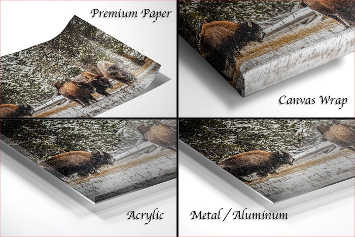 The image is a collage of four photographs depicting bison in various settings, including a snowy landscape and a forested area.